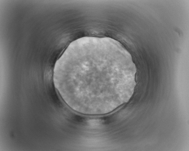 X0000116550336201001071120