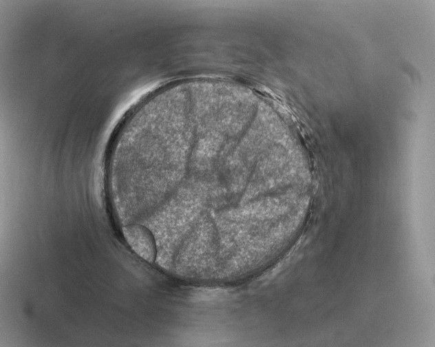 X0000116550342201001071120