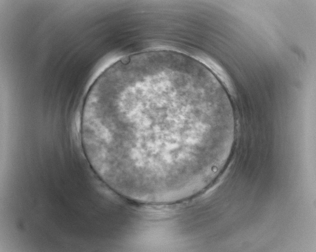 X0000116551198201001071110