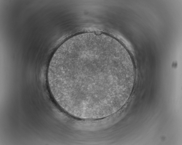 X0000116550009201001211211