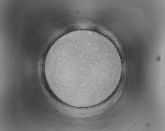 X0000116550018201001211211