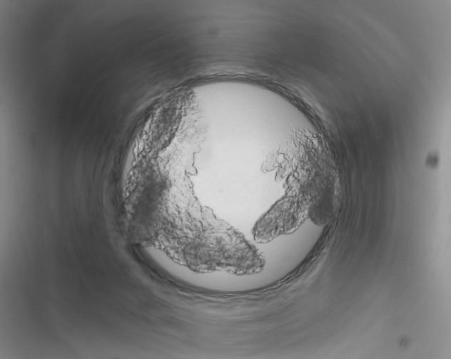 X0000116550024201001211211