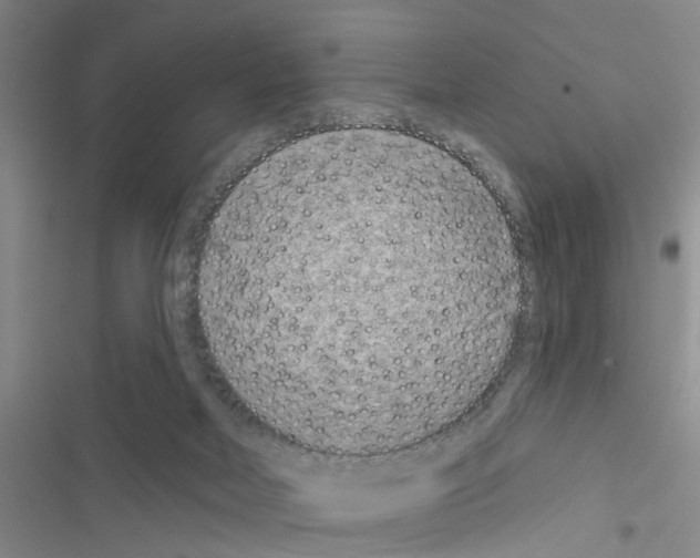 X0000116550026201001211211