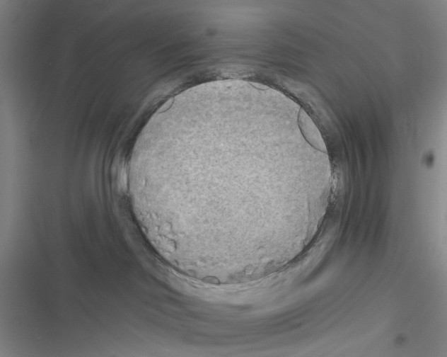 X0000116550046201001211211