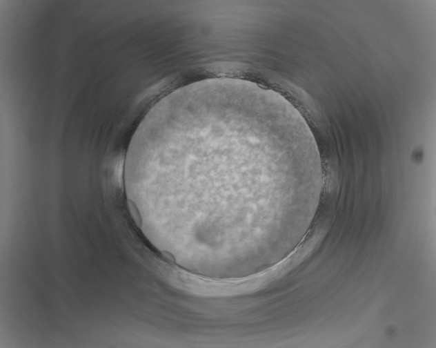 X0000116550047201001211211