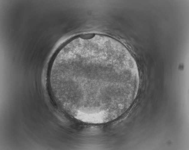 X0000116550056201001211210