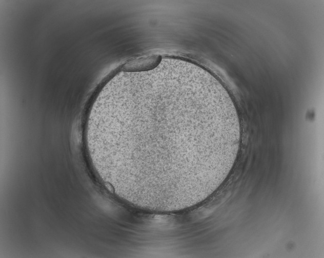 X0000116550060201001211210