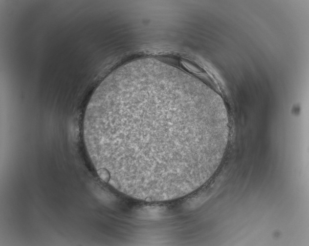 X0000116550065201001211210