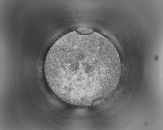 X0000116550066201001211210