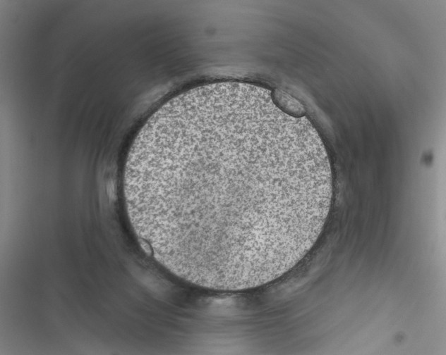 X0000116550068201001211210