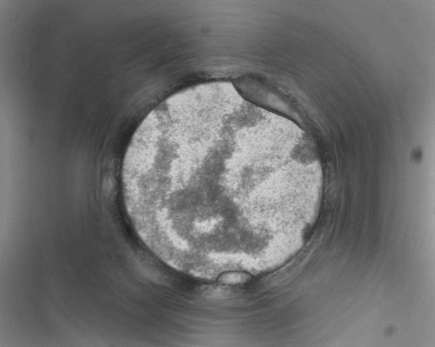 X0000116550074201001211210