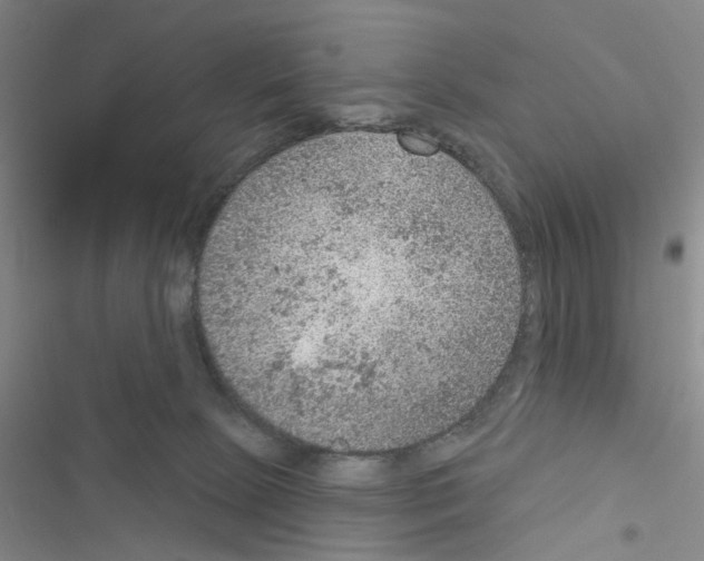 X0000116550081201001211210