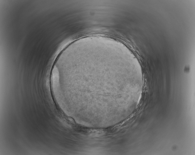 X0000116550099201001211210