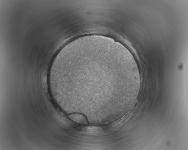 X0000116550154201001211209