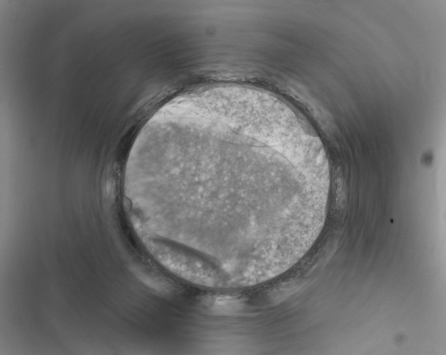 X0000116550165201001211209