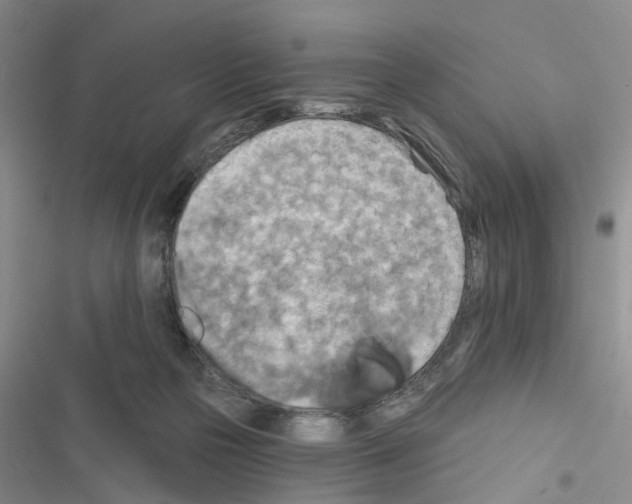 X0000116550169201001211209