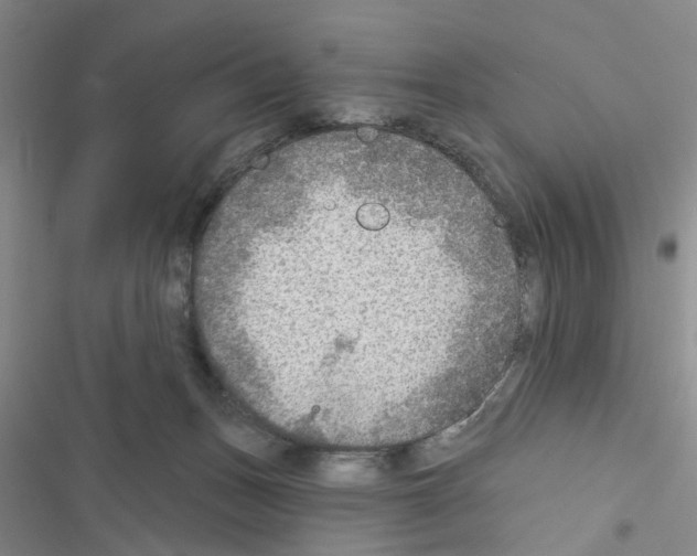 X0000116550175201001211209