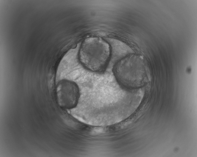 X0000116550177201001211209