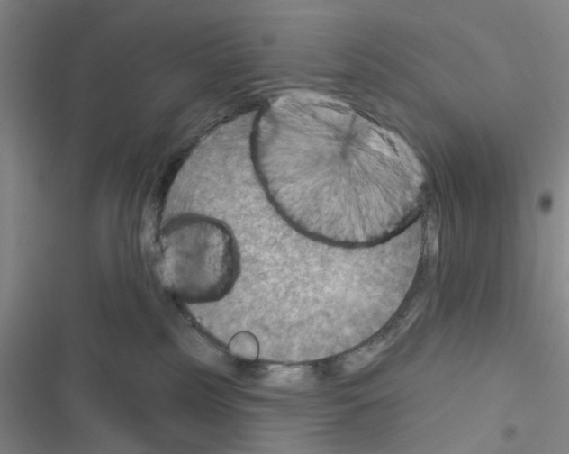 X0000116550185201001211209