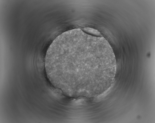 X0000116550186201001211209