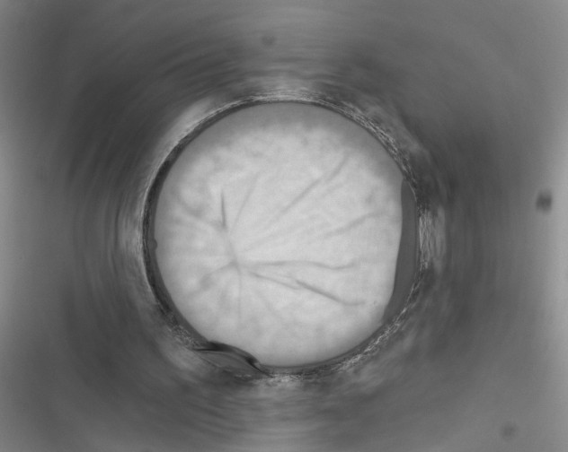 X0000116550195201001211209