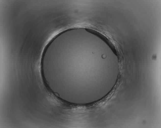 X0000116550196201001211209