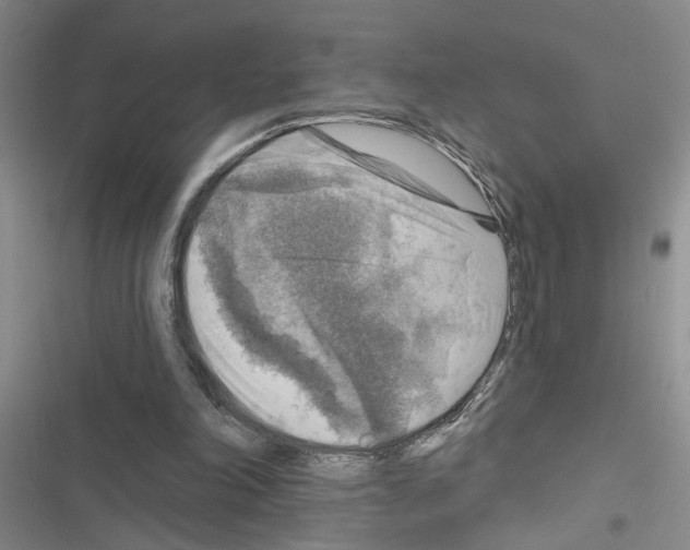 X0000116550198201001211209