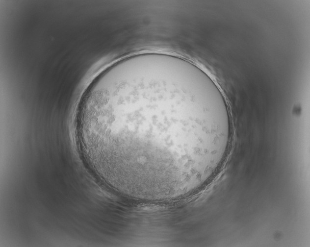 X0000116550199201001211209