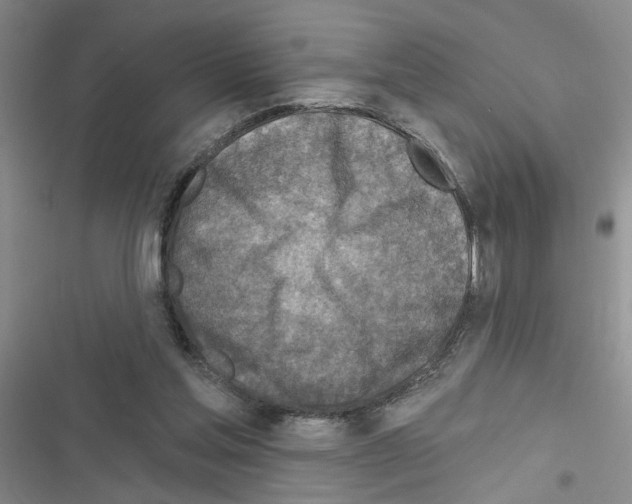 X0000116550205201001211209