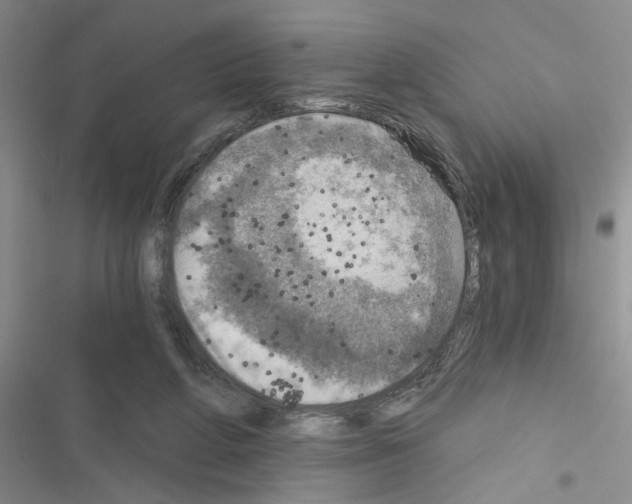 X0000116550210201001211208