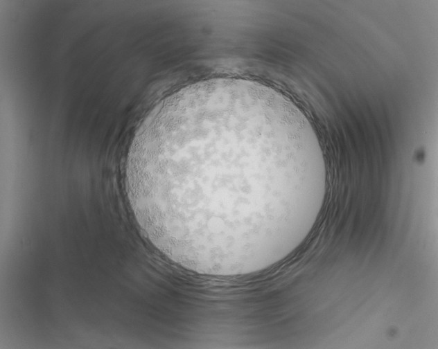 X0000116550229201001211208