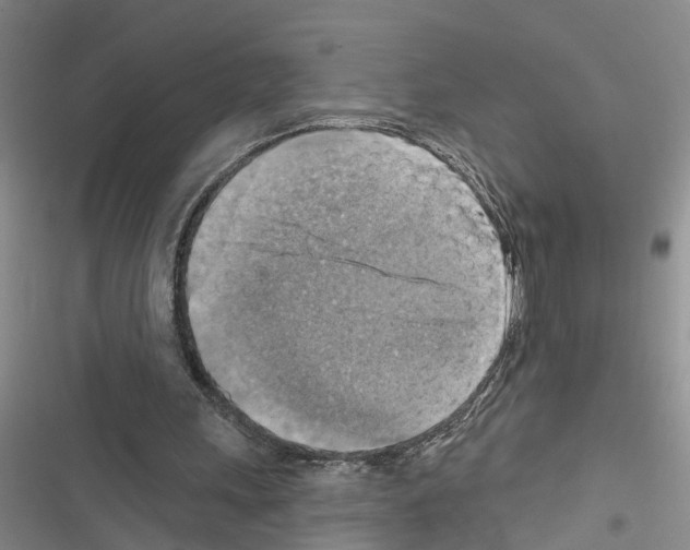 X0000116550243201001211207