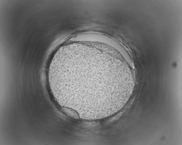 X0000116550245201001211207