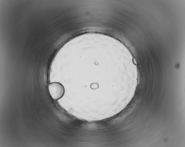 X0000116550253201001211208