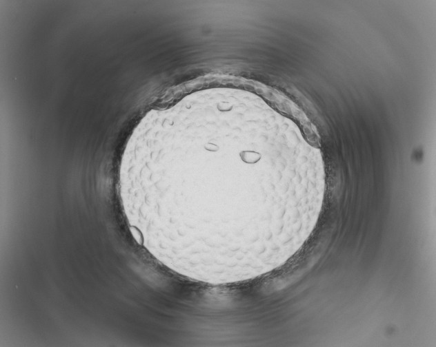 X0000116550261201001211208