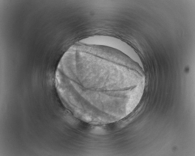 X0000116550285201001211208