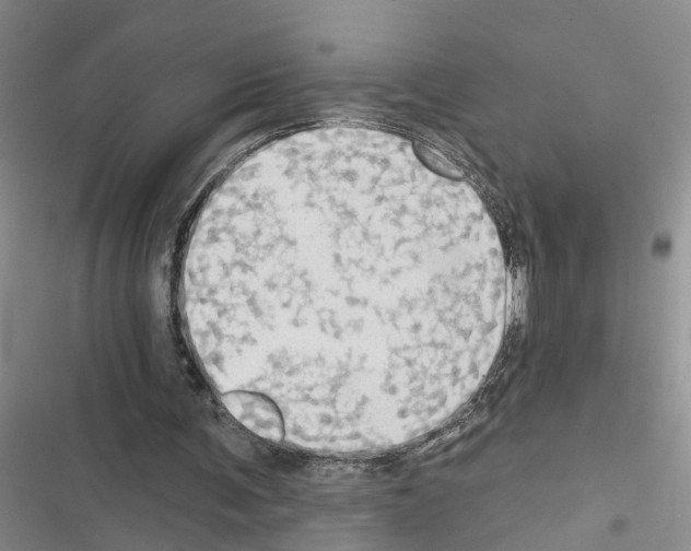 X0000116550291201001211207