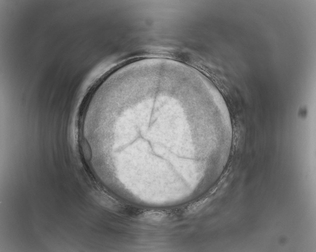 X0000116550294201001211207