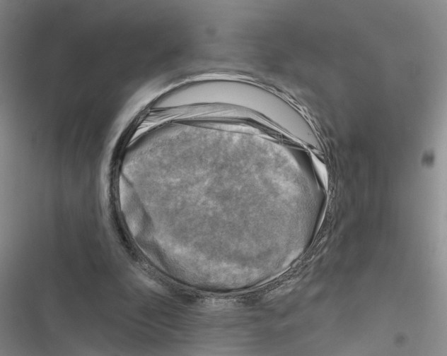 X0000116550296201001211207