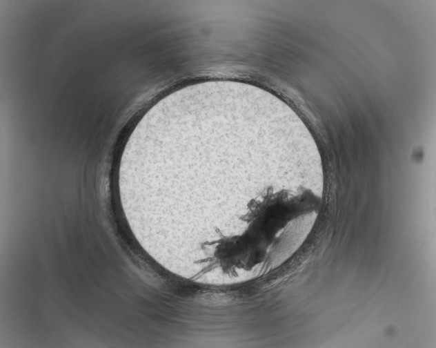 X0000116550299201001211207