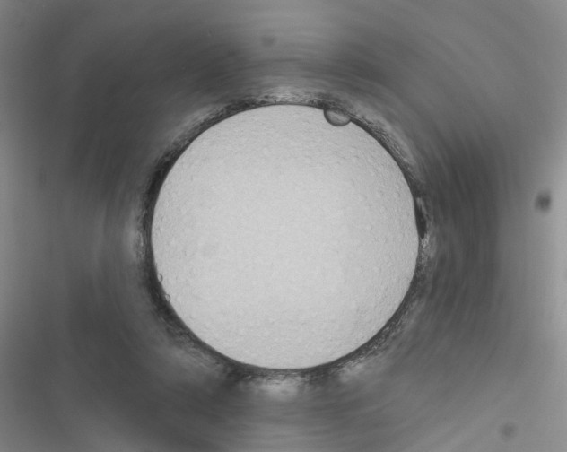 X0000116550306201001211207