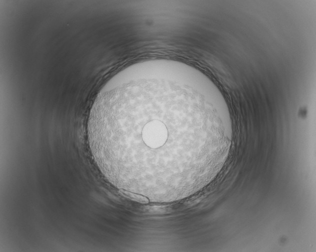 X0000116550320201001211207