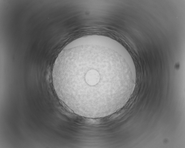 X0000116550328201001211207