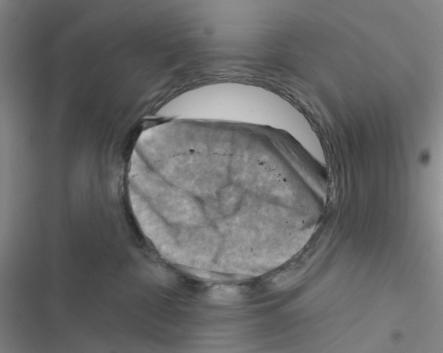 X0000116550332201001211207