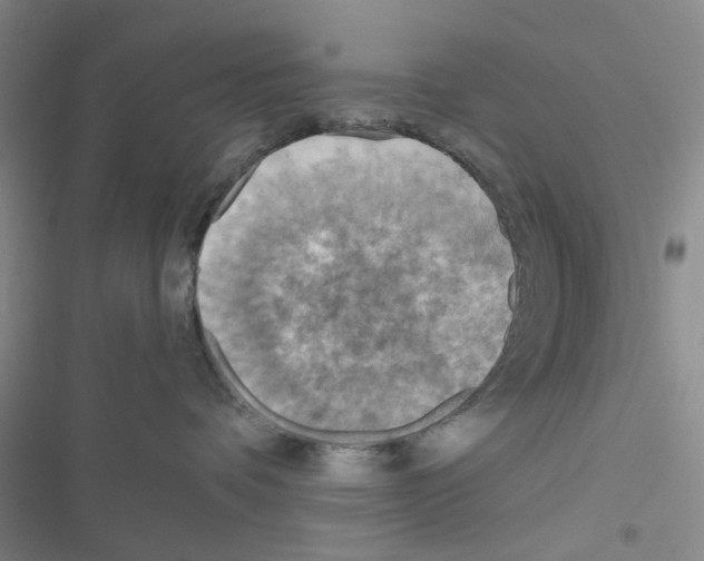 X0000116550336201001211207