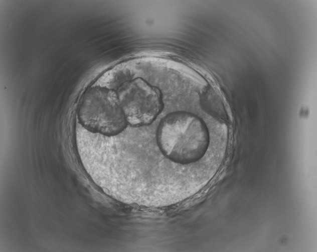 X0000116550337201001211206