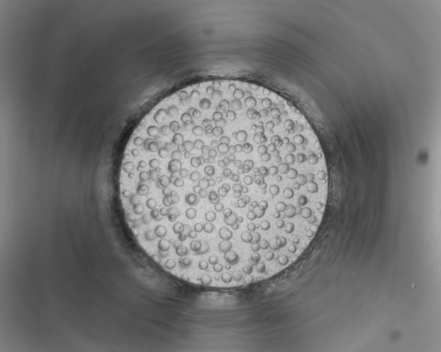 X0000116550354201001211206