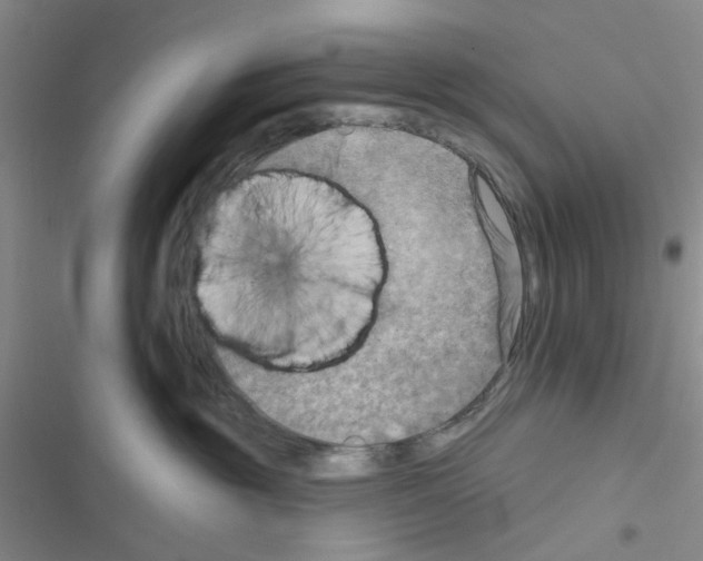 X0000116550381201001211207