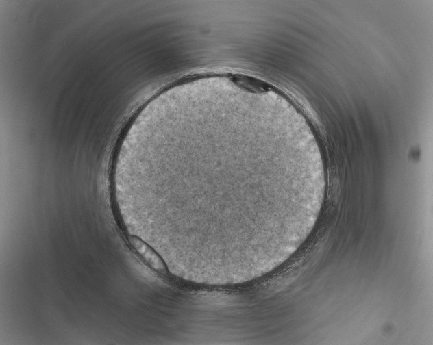 X0000116550389201001211206