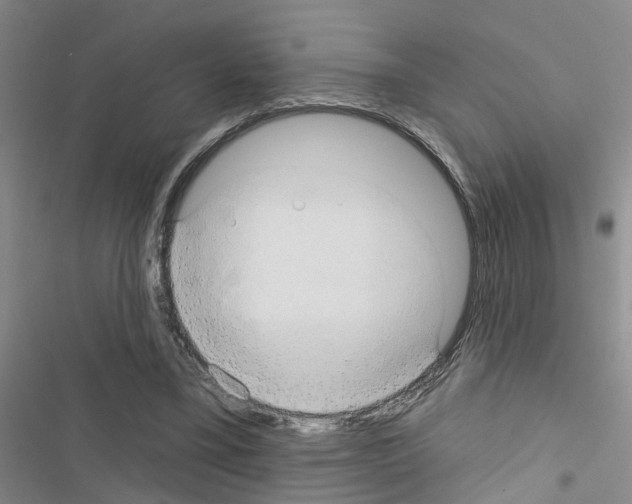 X0000116550395201001211206